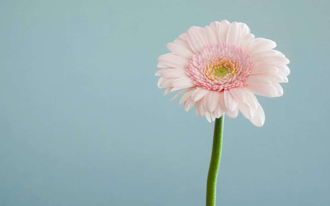 Your Logo Is the Flower. Your Brand Is the Root System (And Most Small Businesses Only Water the Flower)